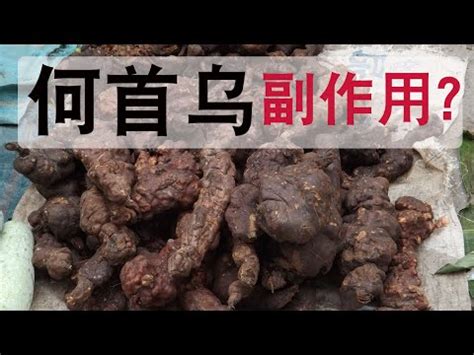 何首烏粉功效|何首烏 的功效與作用有哪些？完整解析！